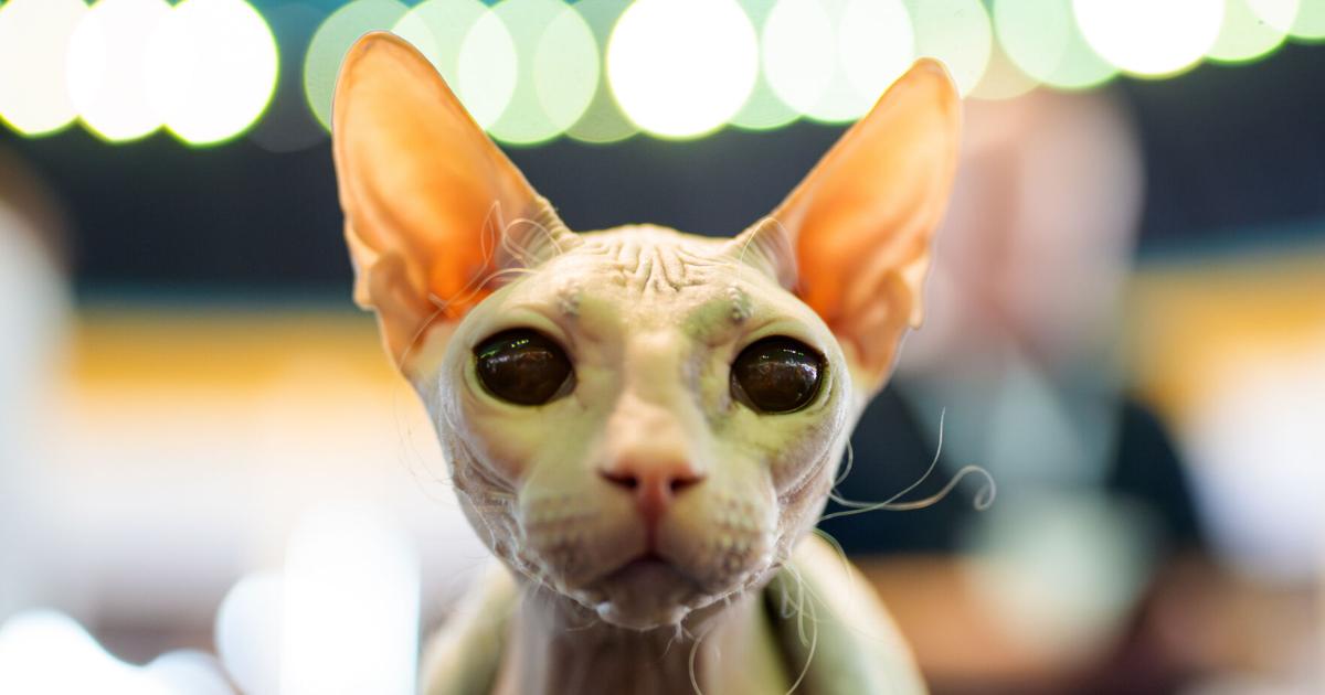 Photos from the world's largest cat show, as 1,000 felines and their fans gather in Romania