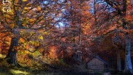 El bosque oculto del Pirineo que despierta en otoño: un refugio de árboles monumentales único en España