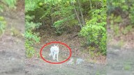 Massachusetts Woman Saves Dog Thought To Be A Coyote Living Alone In The Woods