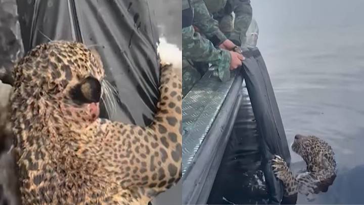 Wounded Jaguar Found In Brazil’s Rio Negro River With Multiple Gunshots, Heroically Rescued By Military Police; Watch