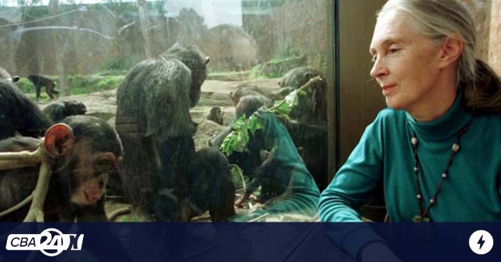 Murió Jane Goodall, la etnógrafa que transformó el estudio de los chimpancés en África
