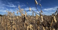 Kentucky soybean harvest begins under shadow of China trade dispute