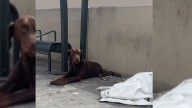 Tears As Doberman Refuses To Leave His Deceased Friend While People Walk By At California Bus Stop