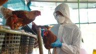 Gripe aviar en Aragón: ¿hay riesgo real para las personas? ¿qué síntomas son?