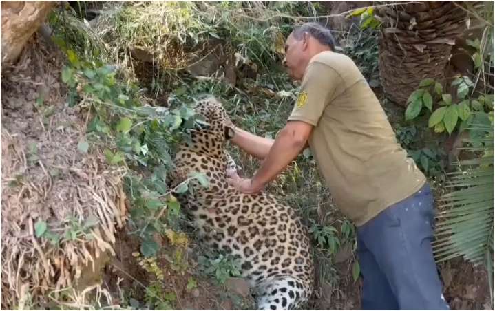 Leopard Found Dead In J&K’s Udhampur