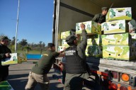 Operativo Banana Split: Gendarmería decomisó 444 kilos de cocaína escondidos entre cargamento de bananas