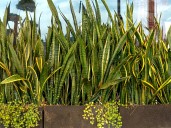 Para qué sirve enterrar un trozo hoja de lengua de suegra o sansevieria y por qué recomiendan hacerlo