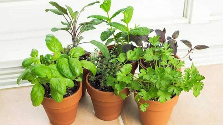 De la verdulería a tu living: la planta que brota sola y que es perfecta para decorar cualquier rincón de tu hogar
