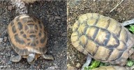 Tortoises taken from Indy Zoo found unharmed in Madison County