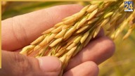 UK’s first rice crop is no joke – A surprising experiment takes root