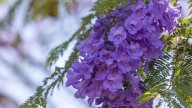 Cómo cultivar un jacarandá en octubre para tener el jardín lleno de hermosas flores lila