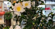 Camellias bring winter color to ArklaTex gardens