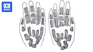 Fossil hand bones hint that ancient human relative Paranthropus made tools 1.5 million years ago