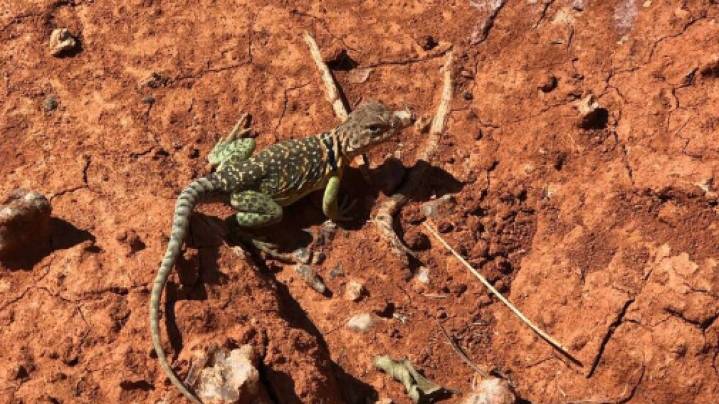 La Tierra al borde de una extinción masiva: “alerta roja” sobre 48.646 especies amenazadas