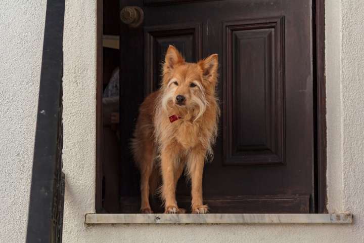 13 Amazon Products That Keep Door-Dashing Dogs Safe and Sound