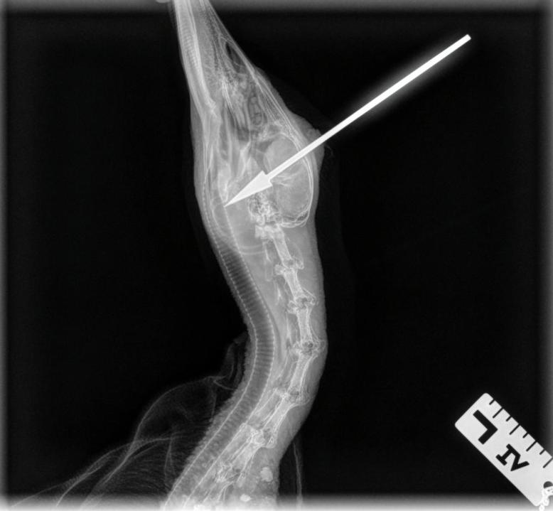 Domestic duck found with blow dart in head in Spring Lake