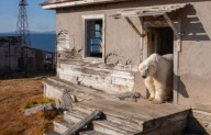 Una manada de osos polares habita una estación de la era soviética