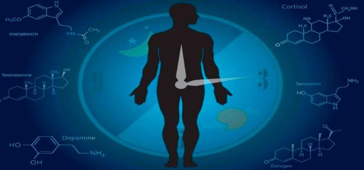 Descubre el impacto de los ritmos circadianos en la salud humana