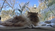 Pet Sitting by Cathy: un hotel para mascotas de lujo en Pilar