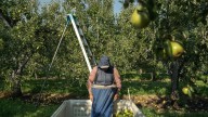 Takeaways from AP's report on the growing dangers of heat on pregnant agriculture workers