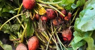 How to cook, freeze or pickle plant scraps instead of throwing them away |