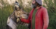 Águila coronada en peligro: novedoso estudio genético de una de las aves más amenazadas del país