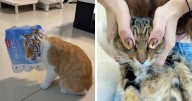 90 Hilarious Cat Moments Caught On Camera, As Shared By “Important Animal Images” (New Pics)