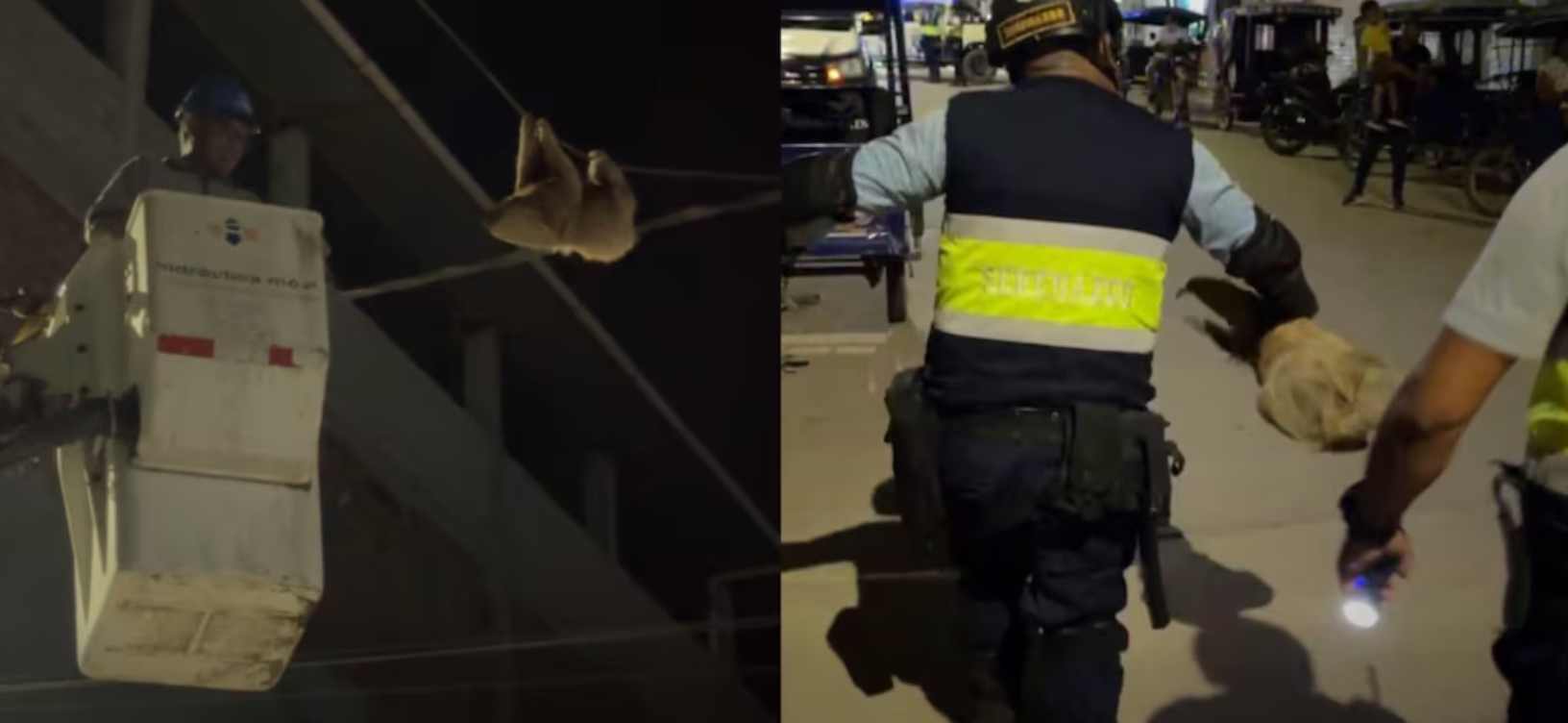 Investigan a trabajadores de Electro Tocache por maltrato a un oso perezoso en Perú