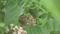Collecting Milkweed Seeds: A Guide for Monarch Butterfly Support