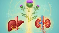 La planta sanadora que regenera tu hígado, trata los cálculos renales y pocos la conocen