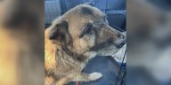 Man arrested in connection to Vinton dog abuse investigation