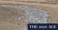 Dead fish wash up on Gold Coast beach