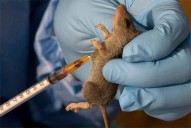 Nigeria’s Lassa fever death toll rises to 172 as outbreak spreads across 21 states