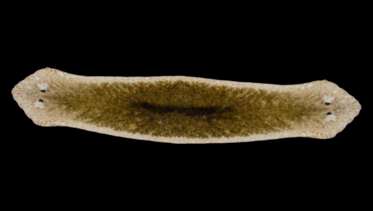 Tiny "Frankenstein" Flatworms Can Sometimes End Up With Two Heads, And Now We Know Why