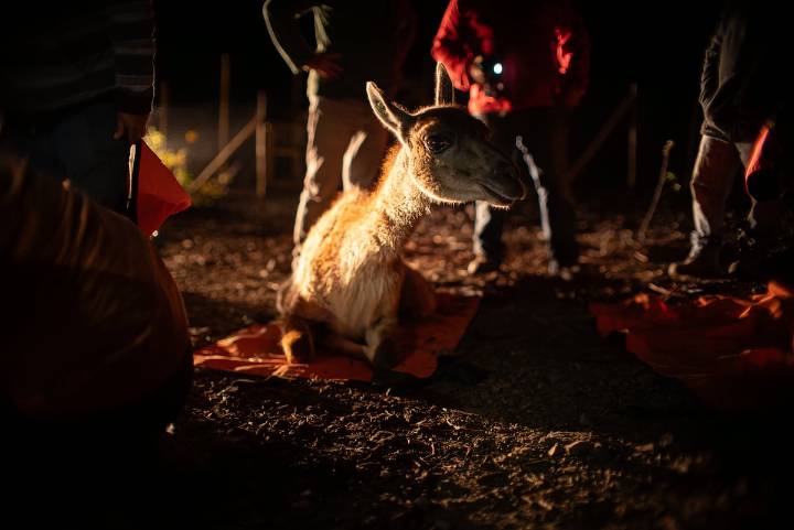 El plan para repoblar a las montañas de Santiago con guanacos, un animal emblemático de la cordillera andina