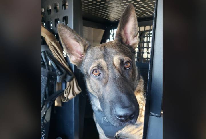 Spartanburg Co. K9 to retire due to health diagnosis