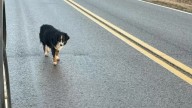 Oklahoma Stray Dog Dodges Every Rescuer Until One Night Reveals A Hidden Secret