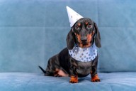 Owner Gives Dog Birthday Cake, Can’t Cope As Weeks Later He Still Remembers