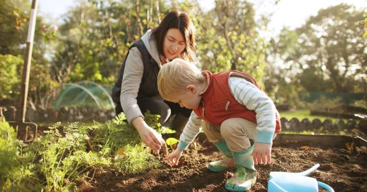 Gardener says don't make common mistake if you're planting garlic this autumn
