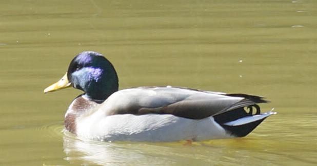 Repairs made at bird sanctuary