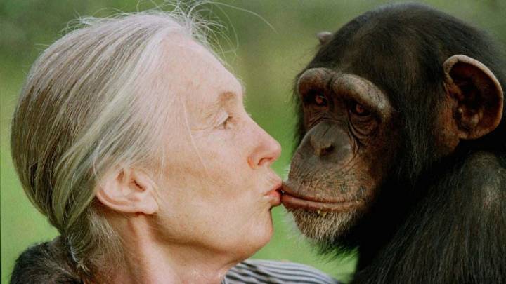 Fallece Jane Goodall, la reconocida conservacionista e investigadora de chimpancés