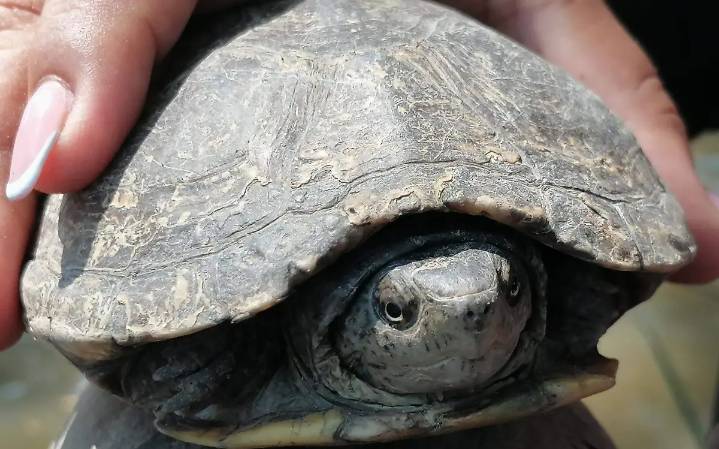Tortuga casquito: una historia de resistencia