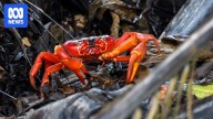 Millions of red crabs begin annual migration on Christmas Island as numbers 'skyrocket'