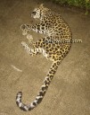 Brahmavar: Leopard dies after colliding with motorcycle, rider seriously injured
