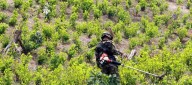 ONU aplicará “otros modelos” para medir la producción de cocaína en Colombia
