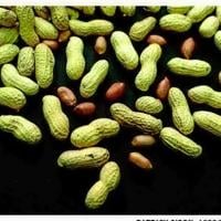 Study: Feeding babies peanuts early helps kids avoid allergies