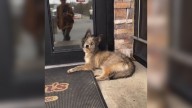 Woman Sees An Abandoned Dog Outside Georgia Diner, Then Learns What He’s Been Through