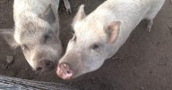 Okanagan pig sanctuary building new sick bay for hooved residents