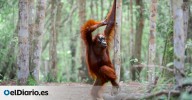 Un orangután haciendo 'pole dance', focas muy relajadas y un ave con permanente: las mejores fotos cómicas de la naturaleza