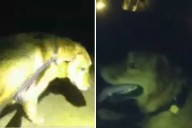 Adulta mayor es encontrada gracias a este héroe peludo